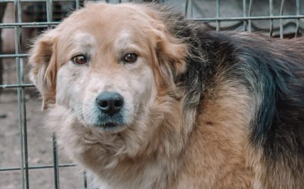 Magst du Inga ein Zuhause schenken?