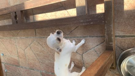 Chihuahua mit Ahnentafel