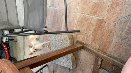 Chihuahua mit Ahnentafel