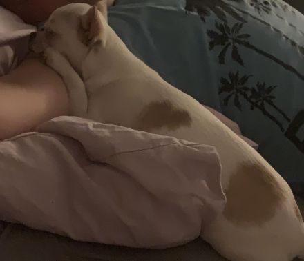 Chihuahua mit Ahnentafel