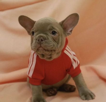 Französische Bulldogge