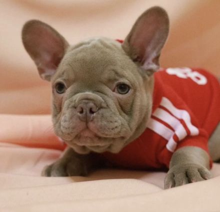 Französische Bulldogge