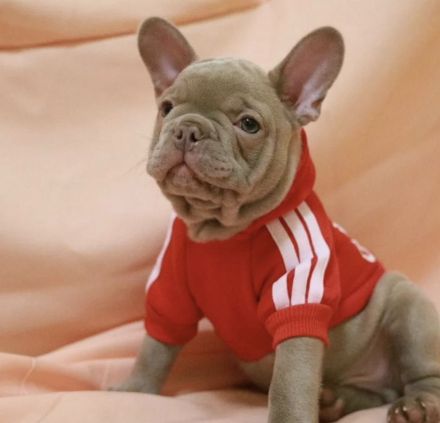 Französische Bulldogge