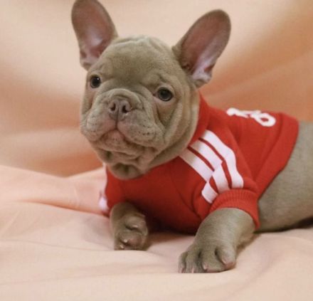 Französische Bulldogge