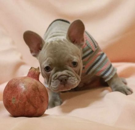 Französische Bulldogge