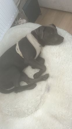 American Bully Hündin