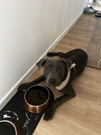 American Bully Hündin