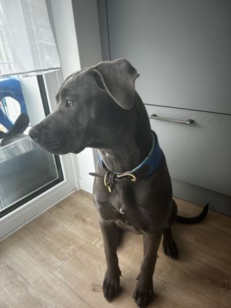 American Bully Hündin