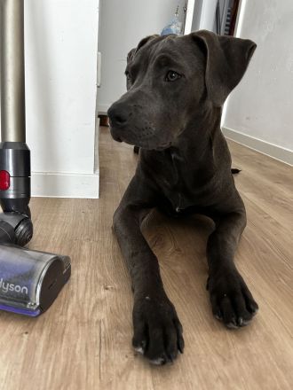 American Bully Hündin