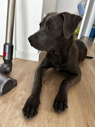 American Bully Hündin