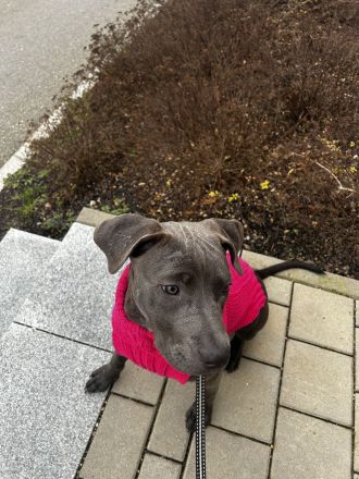 American Bully Hündin