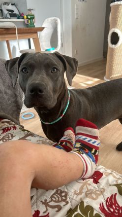 American Bully Hündin