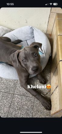 American Bully Hündin