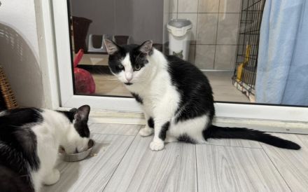 Taranis, hast du einen Platz für diesen wunderbaren Kater?