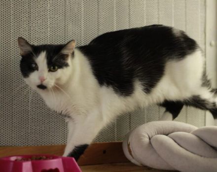 Taranis, hast du einen Platz für diesen wunderbaren Kater?