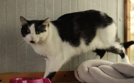 Taranis, hast du einen Platz für diesen wunderbaren Kater?