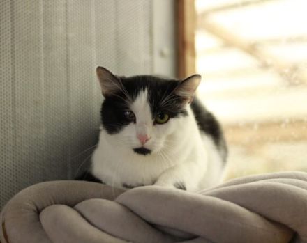 Taranis, hast du einen Platz für diesen wunderbaren Kater?