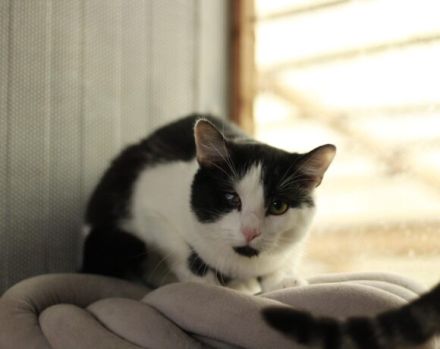 Taranis, hast du einen Platz für diesen wunderbaren Kater?