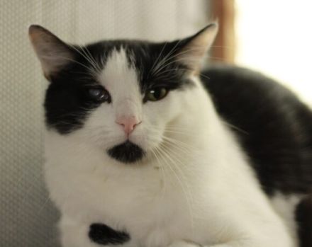 Taranis, hast du einen Platz für diesen wunderbaren Kater?