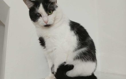 Taranis, hast du einen Platz für diesen wunderbaren Kater?