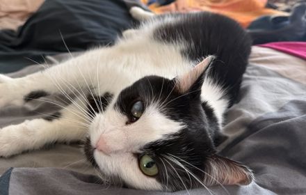 Taranis, hast du einen Platz für diesen wunderbaren Kater?