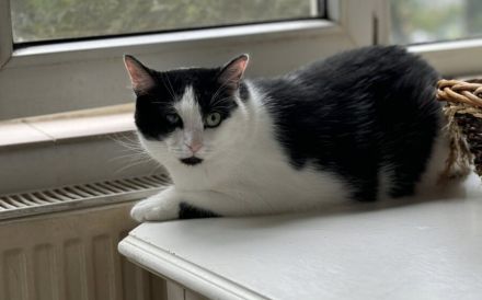 Taranis, hast du einen Platz für diesen wunderbaren Kater?