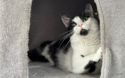 Taranis, hast du einen Platz für diesen wunderbaren Kater?