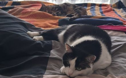 Taranis, hast du einen Platz für diesen wunderbaren Kater?