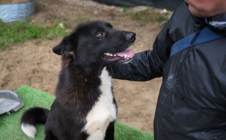 Hallo, ich bin Caruso. Adoptierst du mich?