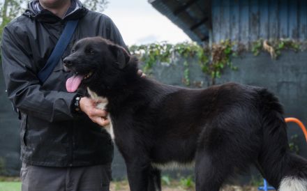 Hallo, ich bin Caruso. Adoptierst du mich?