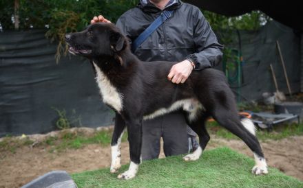 Hallo, ich bin Caruso. Adoptierst du mich?