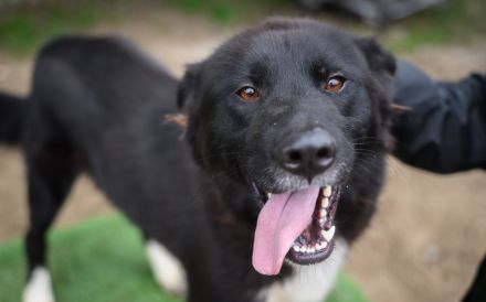 Hallo, ich bin Caruso. Adoptierst du mich?