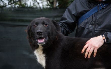 Hallo, ich bin Caruso. Adoptierst du mich?