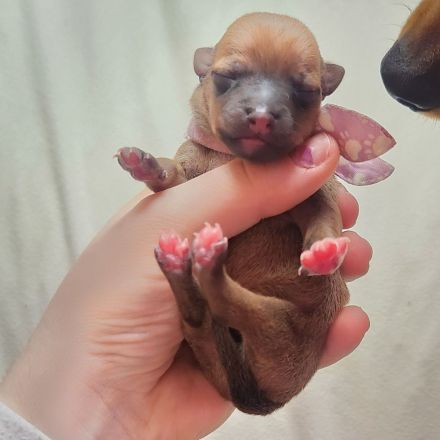 5 Zwergpinscher Welpen (7 Wochen alt)