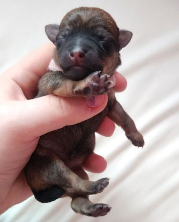 5 Zwergpinscher Welpen (7 Wochen alt)