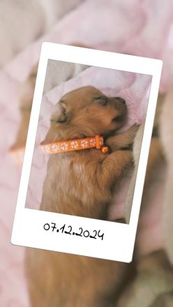 5 Zwergpinscher Welpen (7 Wochen alt)