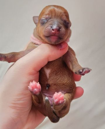 5 Zwergpinscher Welpen (7 Wochen alt)