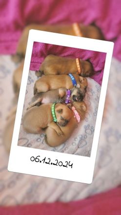 5 Zwergpinscher Welpen (7 Wochen alt)