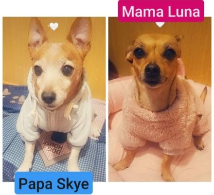 5 Zwergpinscher Welpen (7 Wochen alt)