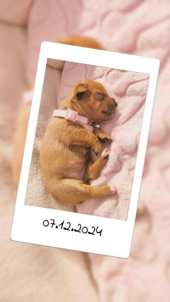 5 Zwergpinscher Welpen (7 Wochen alt)