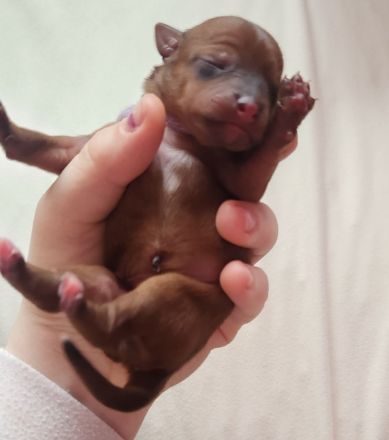 5 Zwergpinscher Welpen (7 Wochen alt)