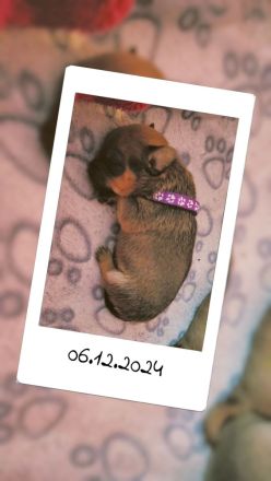 5 Zwergpinscher Welpen (7 Wochen alt)