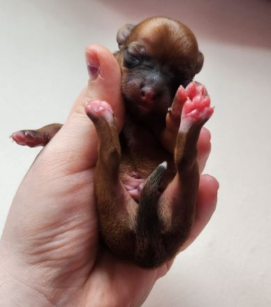 5 Zwergpinscher Welpen (7 Wochen alt)