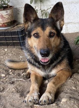 Flash, geb. ca. 09/2017, lebt in GRIECHENLAND, auf einer privaten Pflegestelle