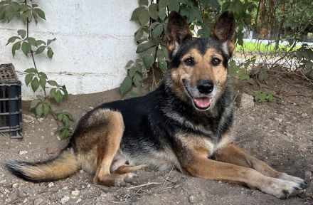 Flash, geb. ca. 09/2017, lebt in GRIECHENLAND, auf einer privaten Pflegestelle