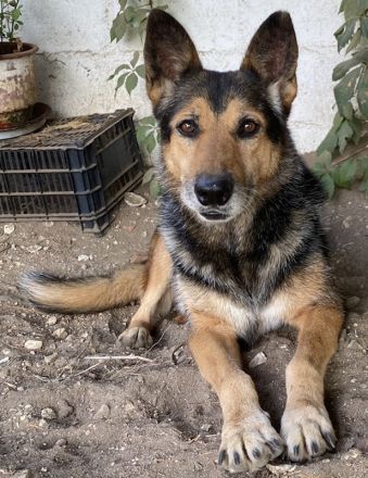 Flash, geb. ca. 09/2017, lebt in GRIECHENLAND, auf einer privaten Pflegestelle