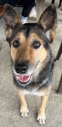 Flash, geb. ca. 09/2017, lebt in GRIECHENLAND, auf einer privaten Pflegestelle