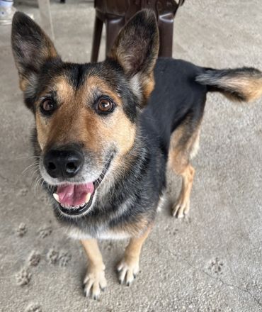 Flash, geb. ca. 09/2017, lebt in GRIECHENLAND, auf einer privaten Pflegestelle