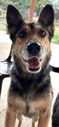 Flash, geb. ca. 09/2017, lebt in GRIECHENLAND, auf einer privaten Pflegestelle