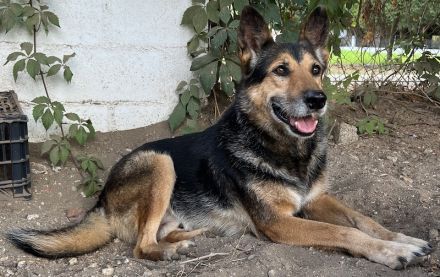 Flash, geb. ca. 09/2017, lebt in GRIECHENLAND, auf einer privaten Pflegestelle